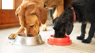 Two dogs eating from their bowls