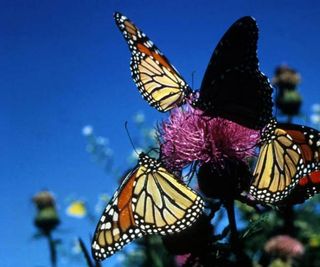 monarchs, monarch butterflies, monarch migration, endangered butterflies, Mississippi floods, texas drought, butterflies, butterfly migration, annual migration, monarch butterfly video