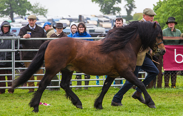 502 Moortown Crusader &amp;amp; David Jordan - Champion Dartmoor &amp;amp; Reserve Cuddy Champion
