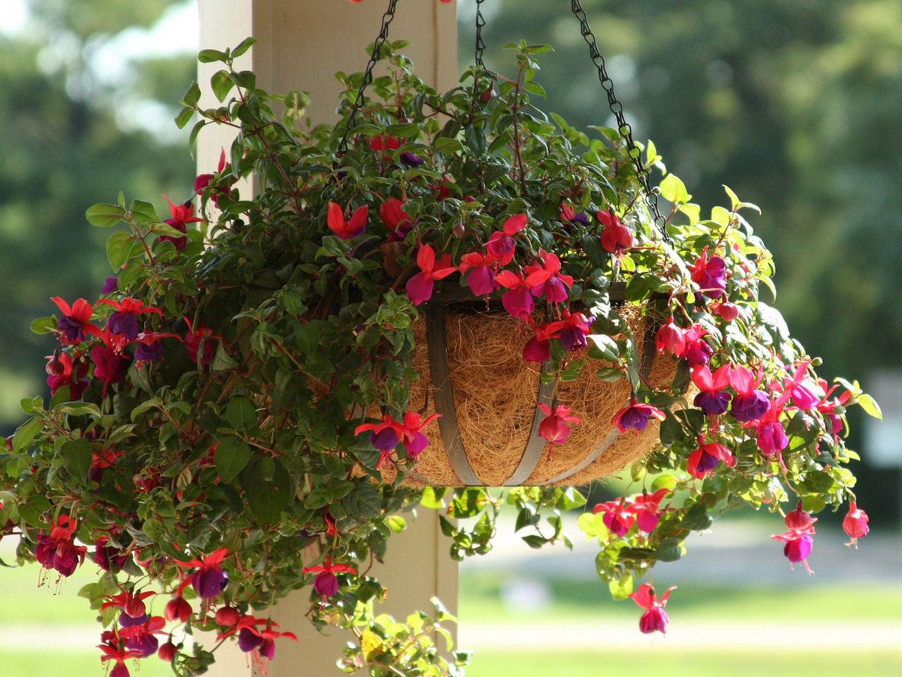 Coconut Liner For Hanging Flower Basket