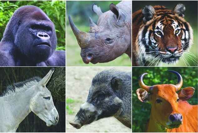 endangered animals