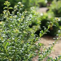Ilex crenata 'Convexa' |  from £8.99 at Crocus