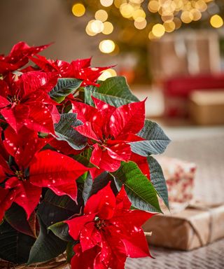 red poinsettia with Christmas scene blurred in background