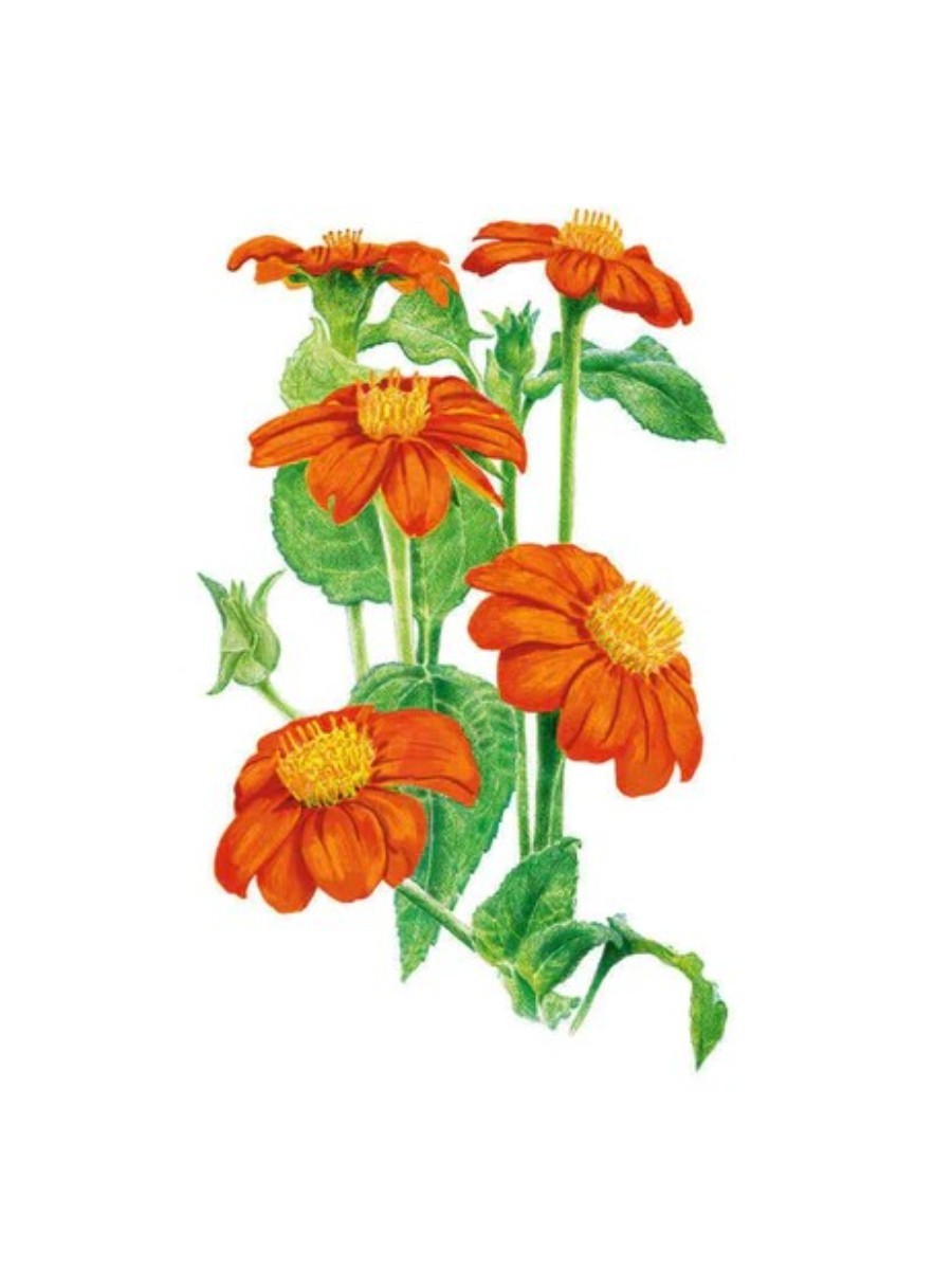 Botanical Interests, Torch Mexican Sunflower Seeds
