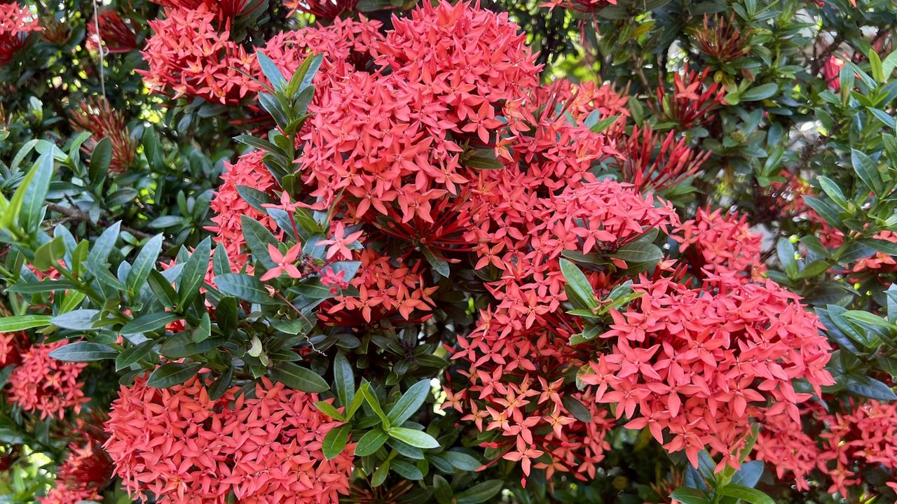 Ixora plant with red blooms in a garden