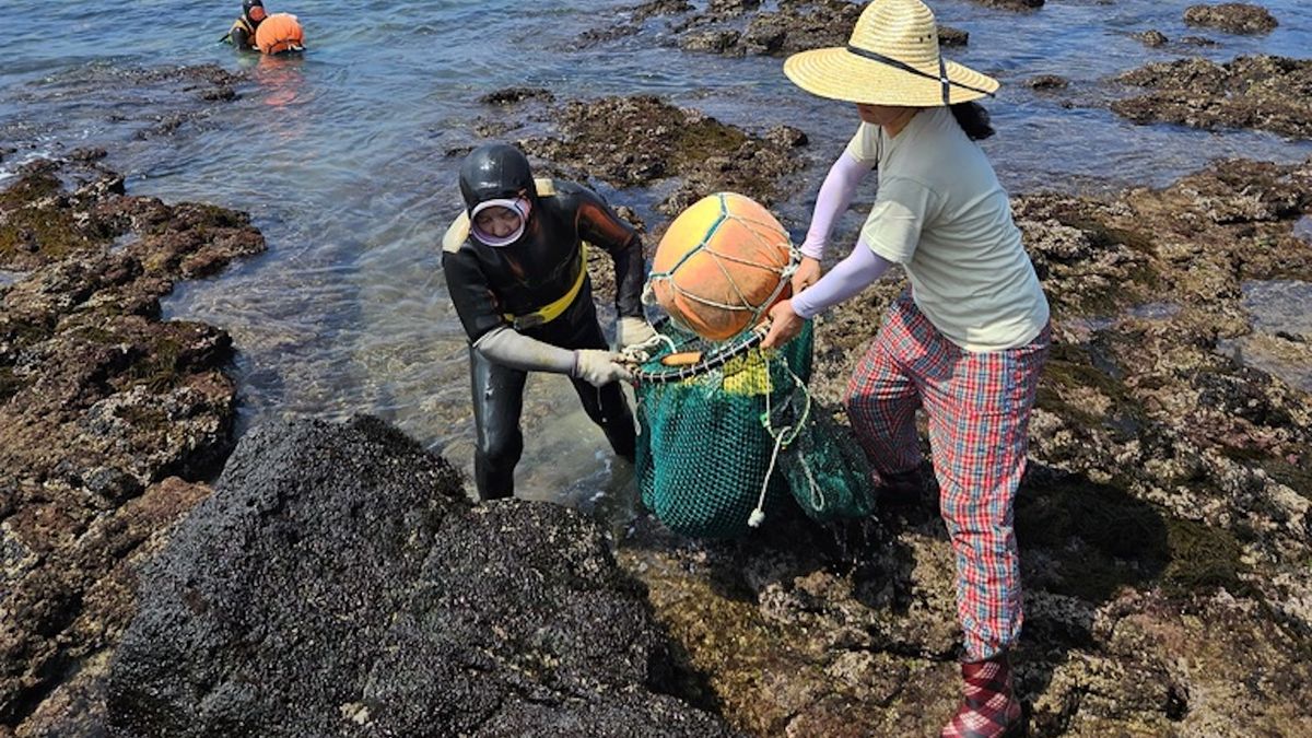 Legendary 'women of the sea' in South Korea freedive well into their 80s. A new study hints at how.