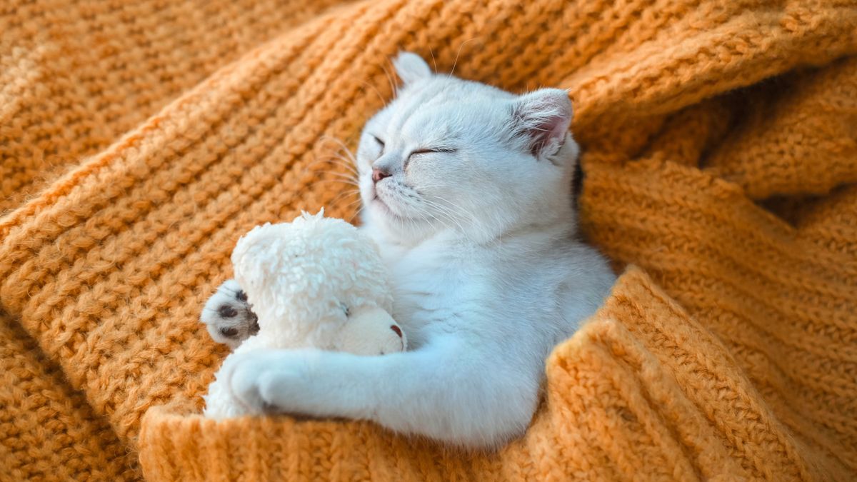 Cat sleeping with teddy bear