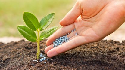 hand fertilizing young plant with granular feed