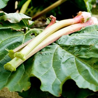 green colour rhubard plant