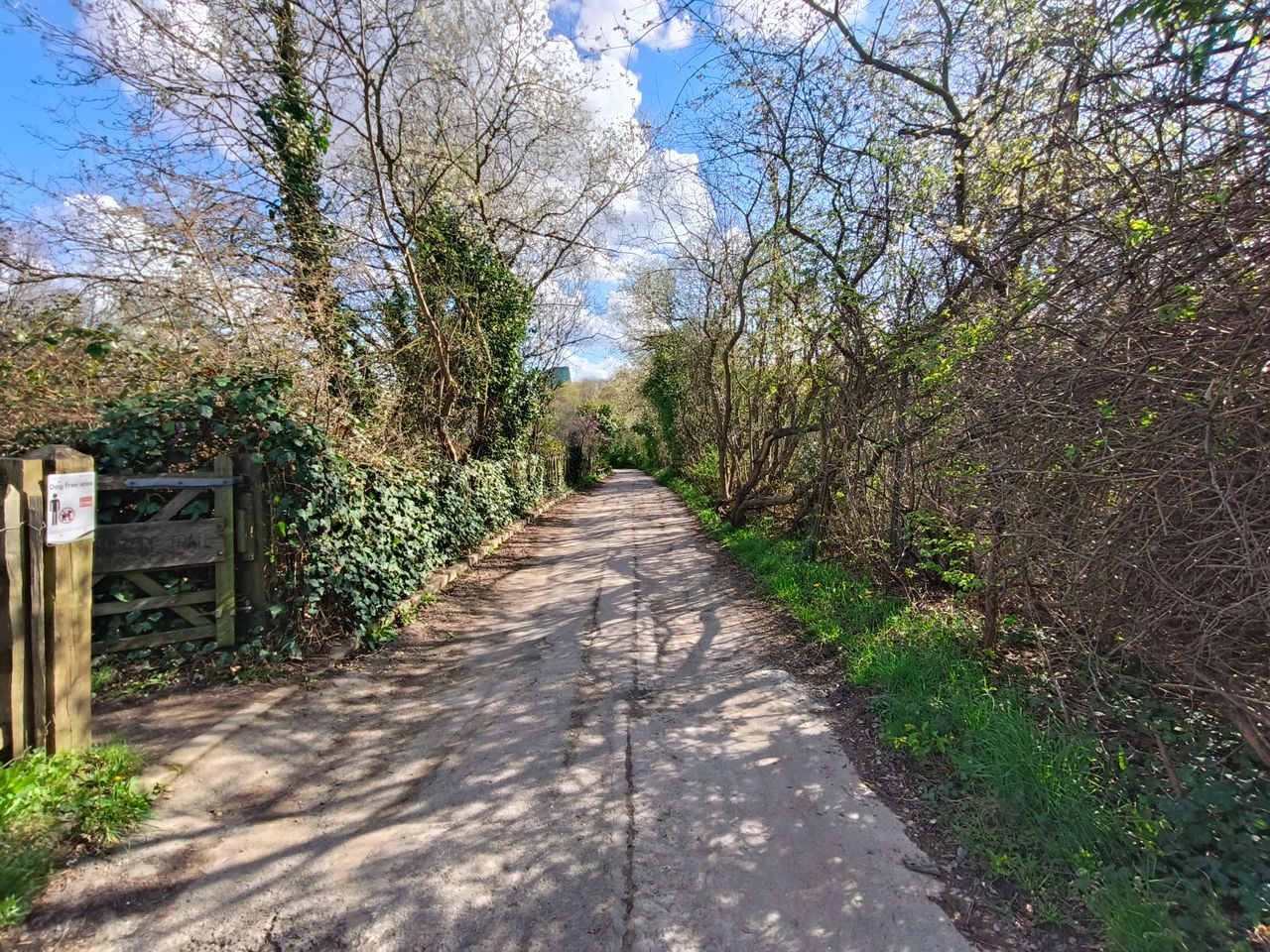 path lined with trees OPPO Find N2 Flip camera