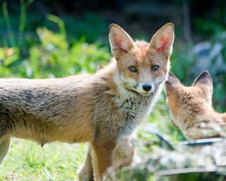 Fox and cub in garden duding summertime with long grass