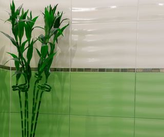 Lucky bamboo growing in front of bathroom tile