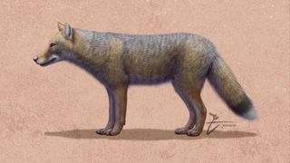 An artistic reconstruction of the South American fox Dusicyon avus. 