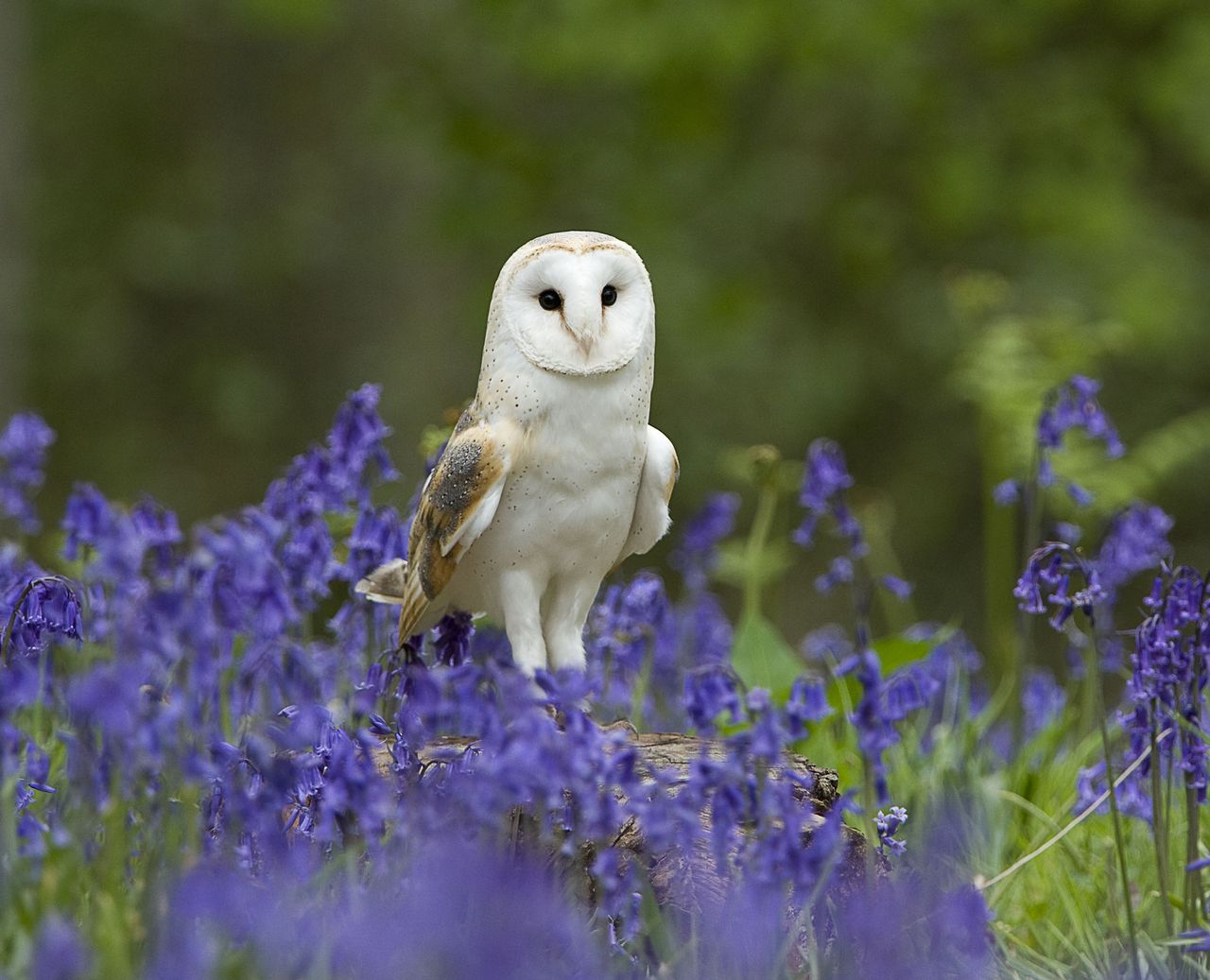 a Barn Owl (Tyto alba) perched on tree stump among bluebells in Norfolk. Credit: Getty