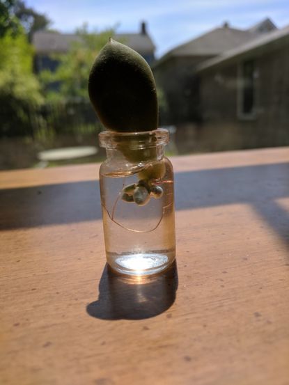 Succulent Growing Out Of A Jar Of Water