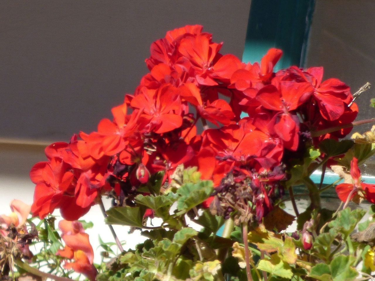 geraniums