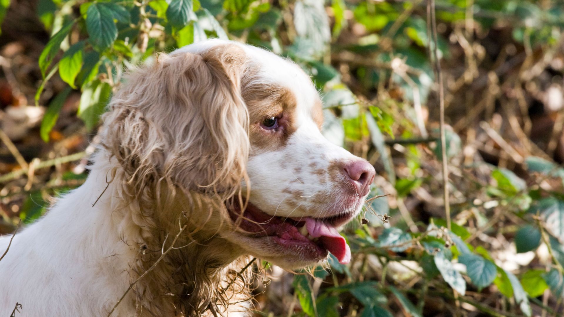 Clumber Spaniel panting