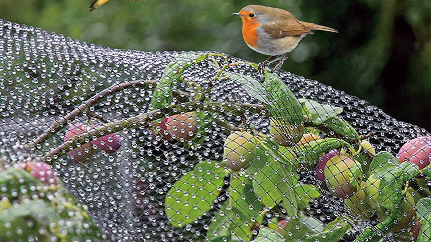 Best plant netting