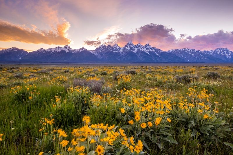 Flowers bloom in Grand Teton National Park in Wyoming.