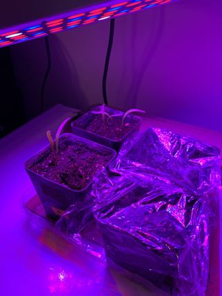 Spinach growing using human hair as fertilizer, as part of the Mission to Mars competition in Slovakia organized by Dr. Michaela Musilova.