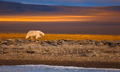 Land-trapped polar bear