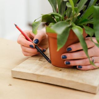 potted plant with wooden board and pencil