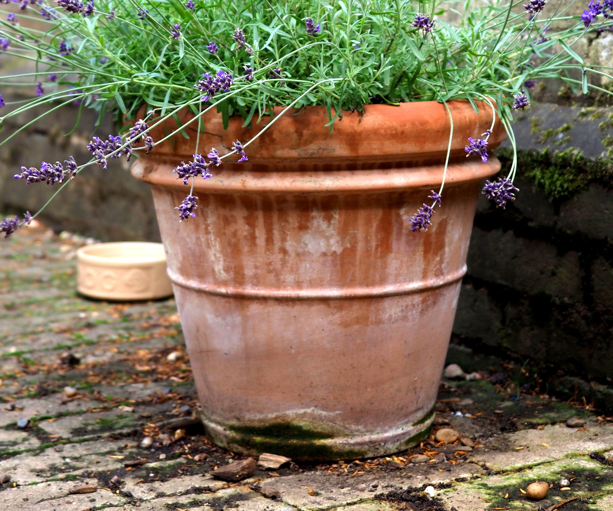 lavender plant in large terracotta pot on pot feet