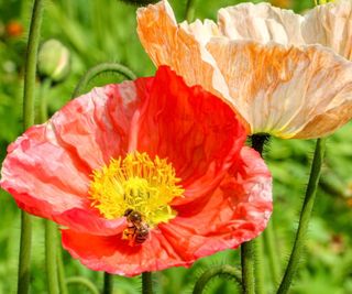 Iceland poppies are a popular variety of biennial plant