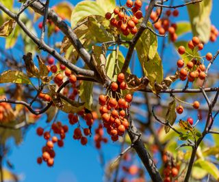 Small orange berried fruit and pale green leaves on a vine