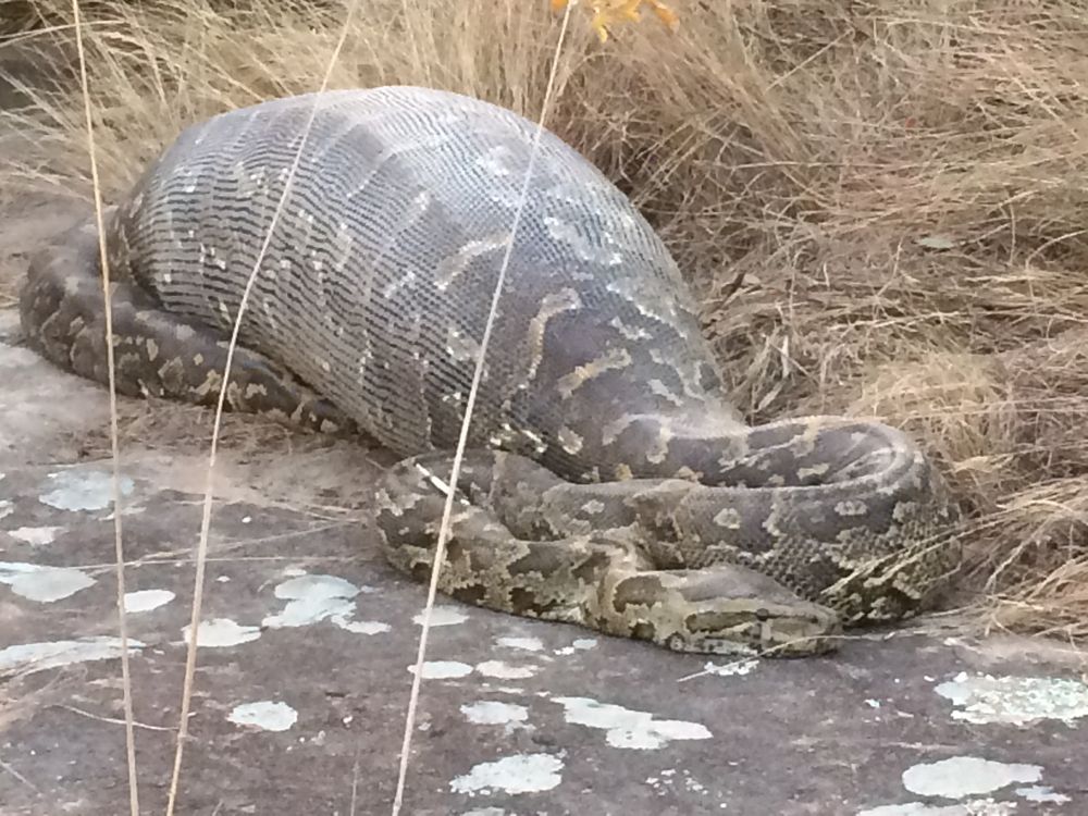 python, porcupine