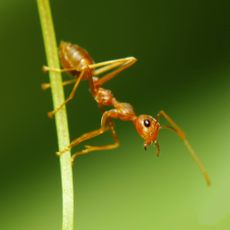Extreme closeup of a red ant on a blade of grass