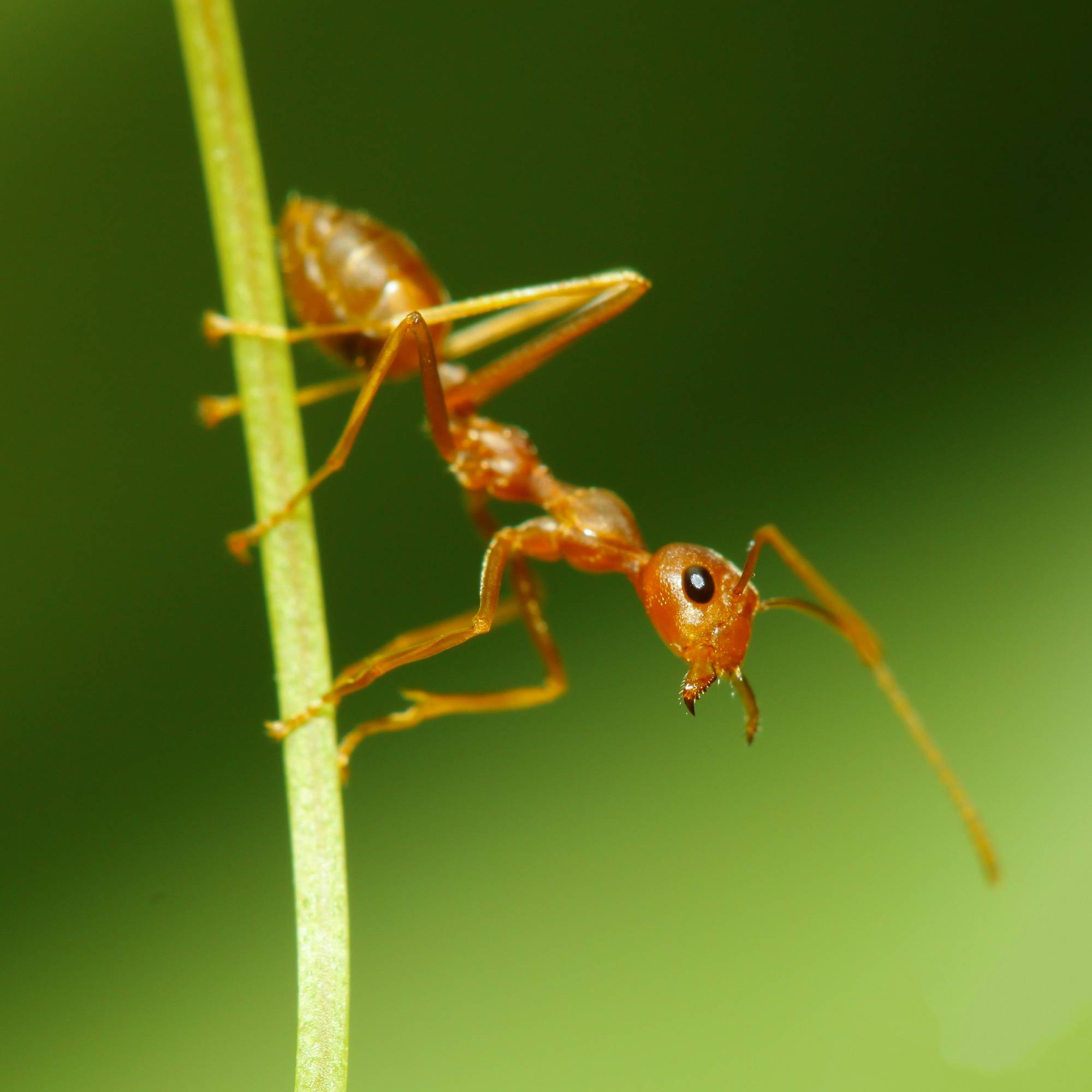 Extreme closeup of a red ant on a blade of grass