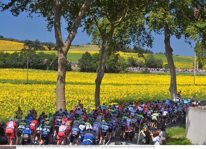 Sunflowers provide a backdrop for the peloton on stage 16