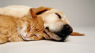 labrador sleeping next to orange cat