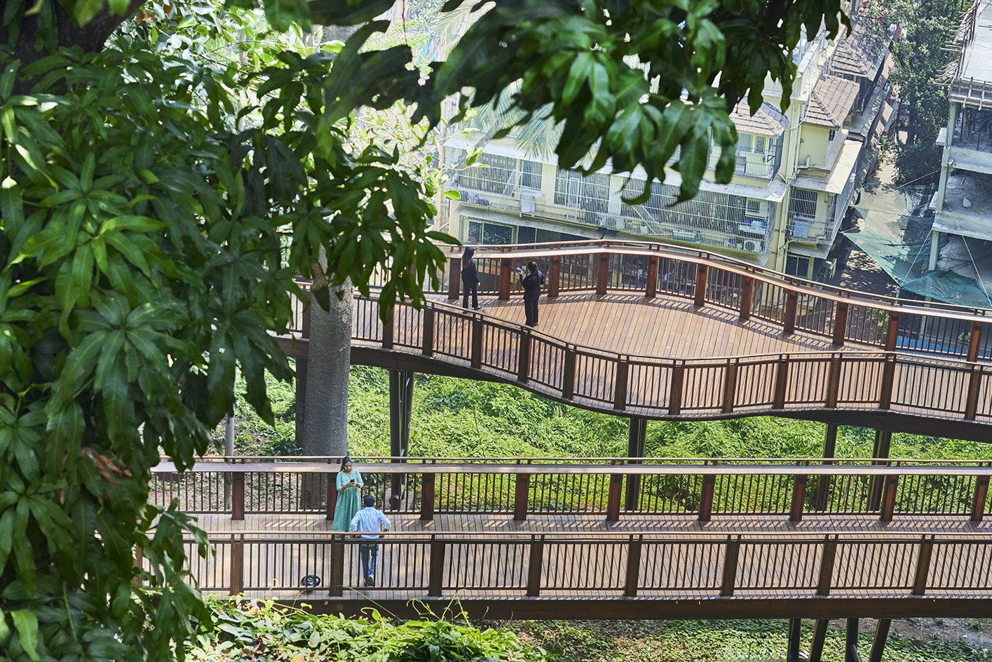 Malabar Hill's forest trail, an elevated timber walkway among trees