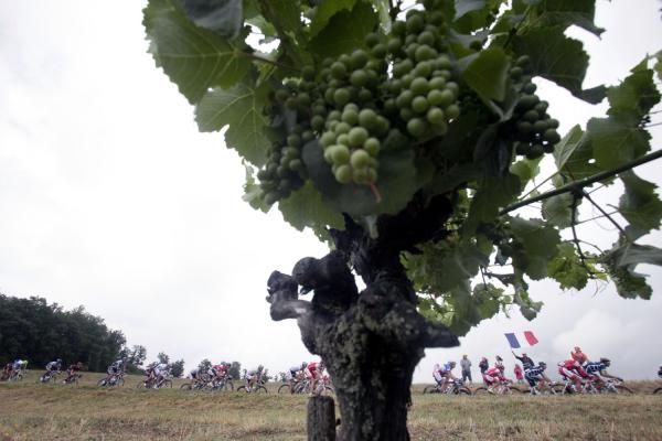 The peloton passes some vines