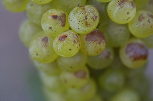 sunburn wine grapes, california
