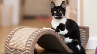 Kitten using scratching board
