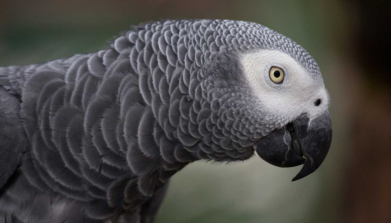 An African Grey Parrot has learned to use Amazon&amp;#039;s Alexa virtual assistant