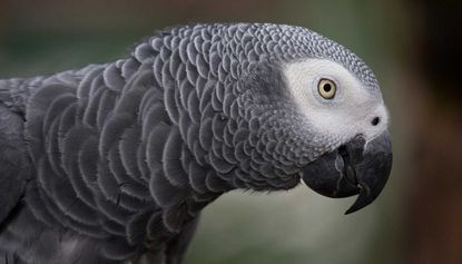 An African Grey Parrot has learned to use Amazon's Alexa virtual assistant