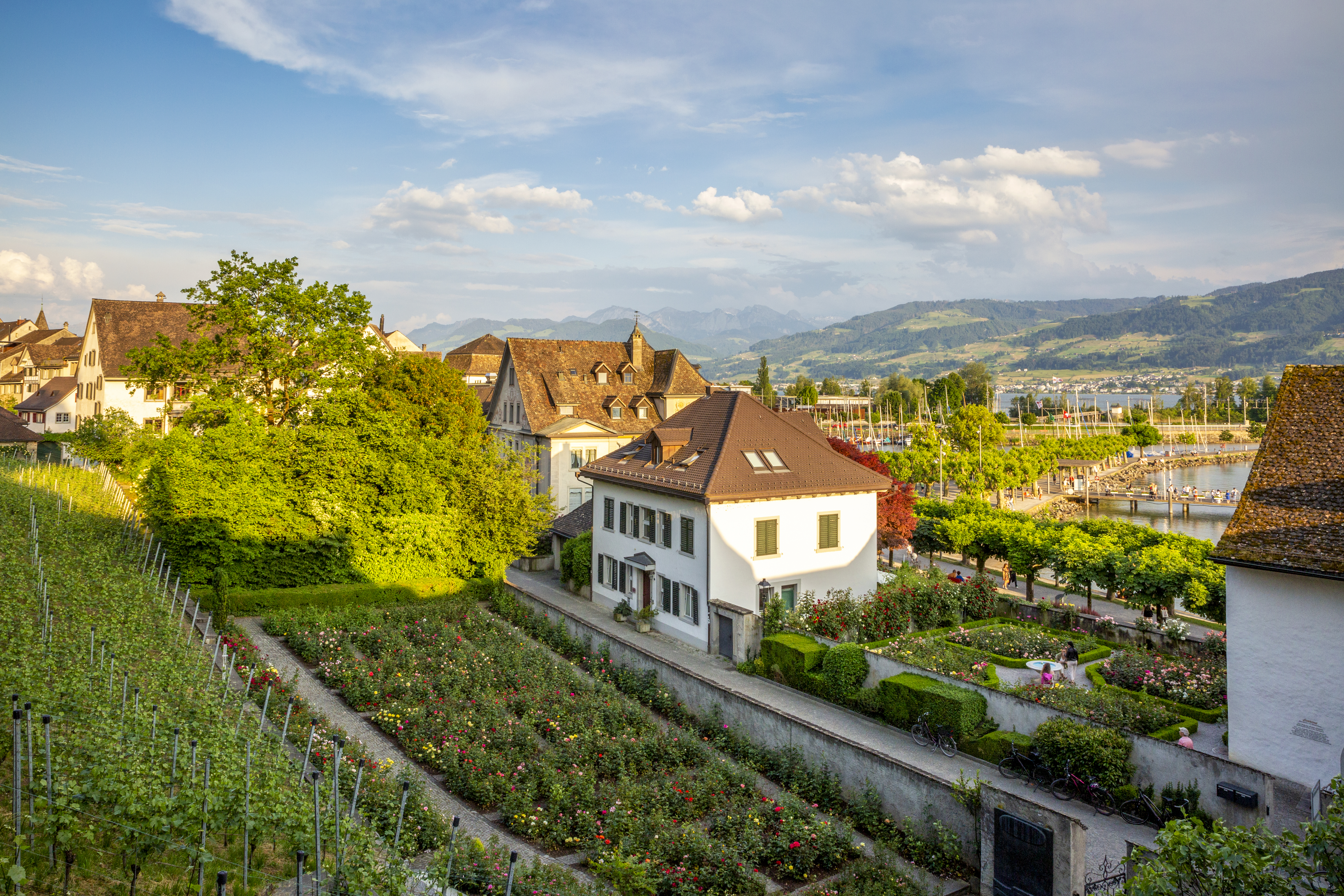 Roses in a pretty medieval town on a lake