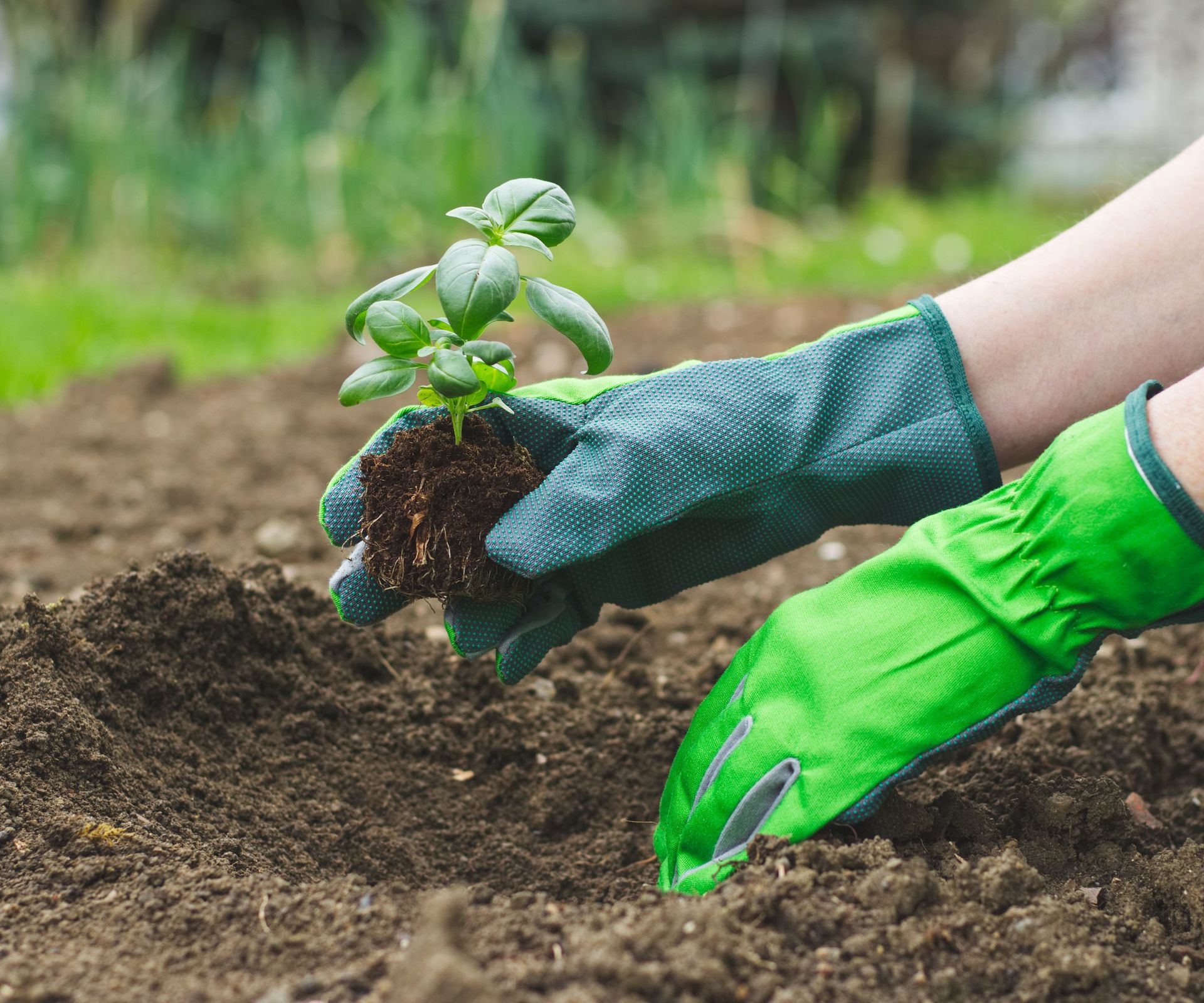 Gloved hands plant a basil seedling in the ground