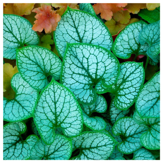 Brunnera 'Jack Frost' from Jackson & Perkins