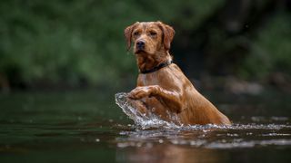 fox red labrador in the water