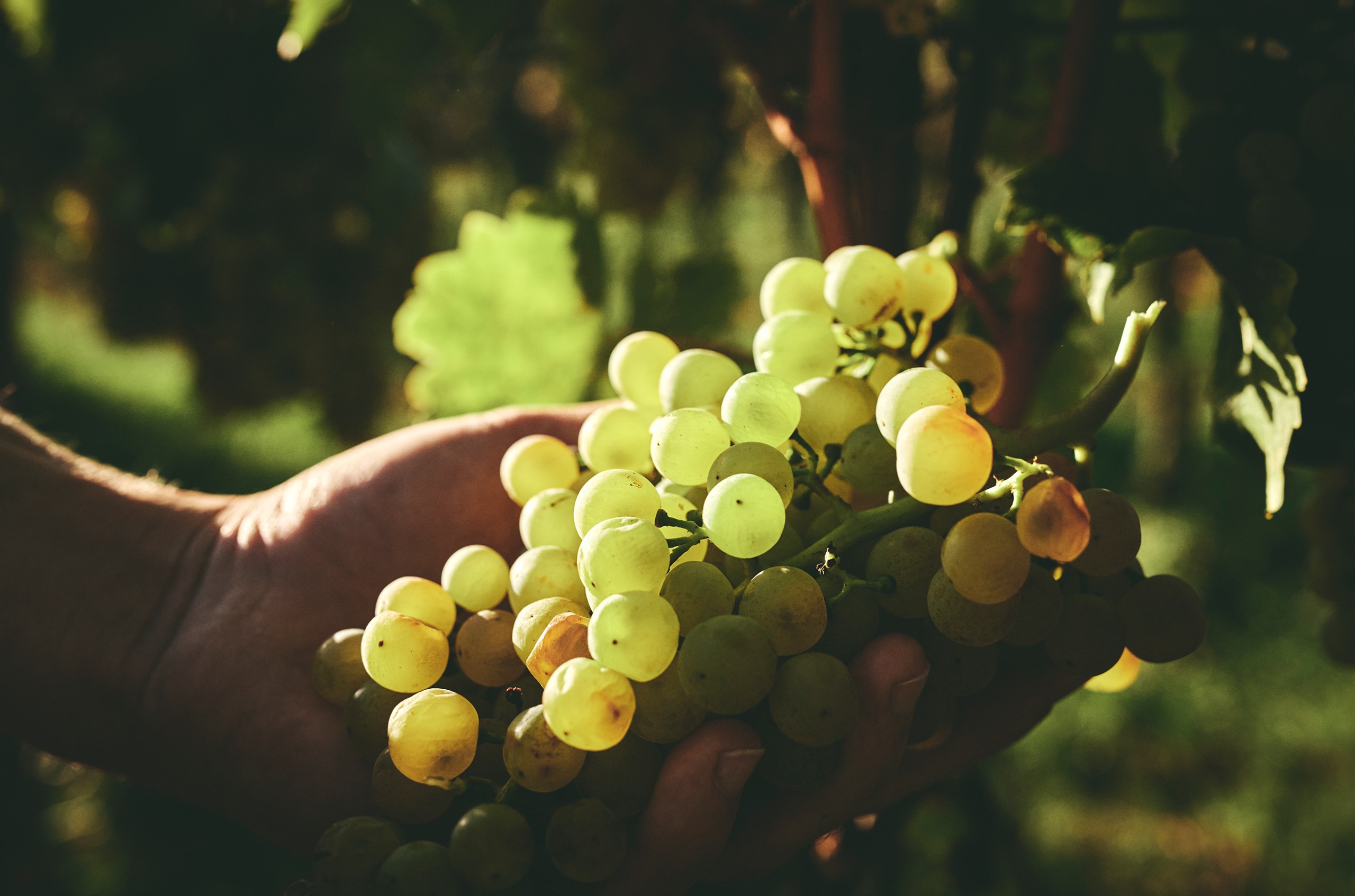 A hand holding a bunch of white grapes on a vine