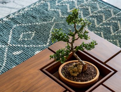 A bonsai tree in the table