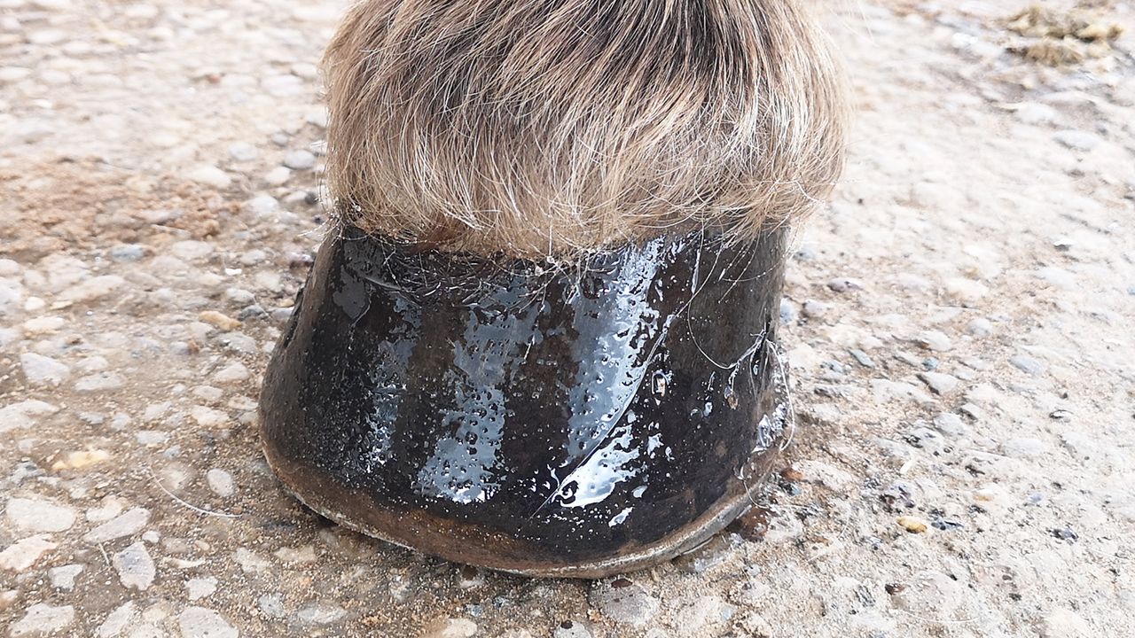 Carr &amp; Day &amp; Martin Cornucrescine tea tree hoof oil on hoof wall