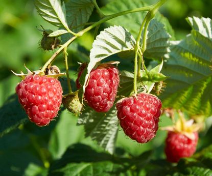 When to fertilize raspberries:expert tips for fruitful plants | Homes ...