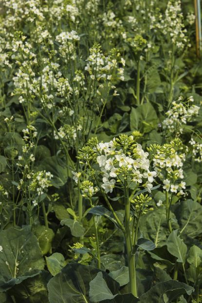 White Flower Stock