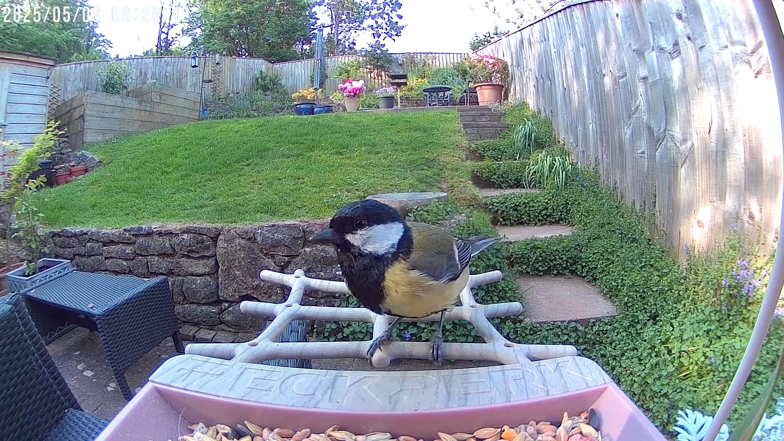 PeckPerk bird camera review